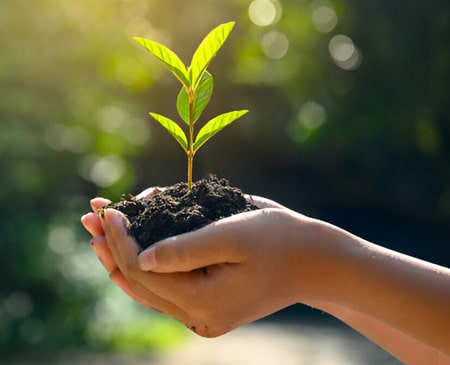 Manos sosteniendo una porción de tierra con una pequeña planta - Ternium Pesquería