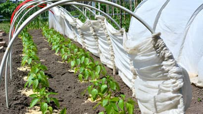 Cultivo en invernadero casero con cubierta plegada