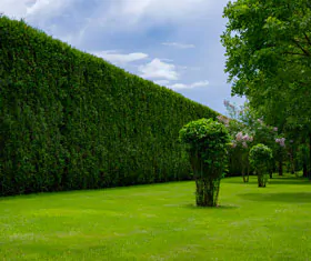 Jardín con cerca perimetral de arbusto